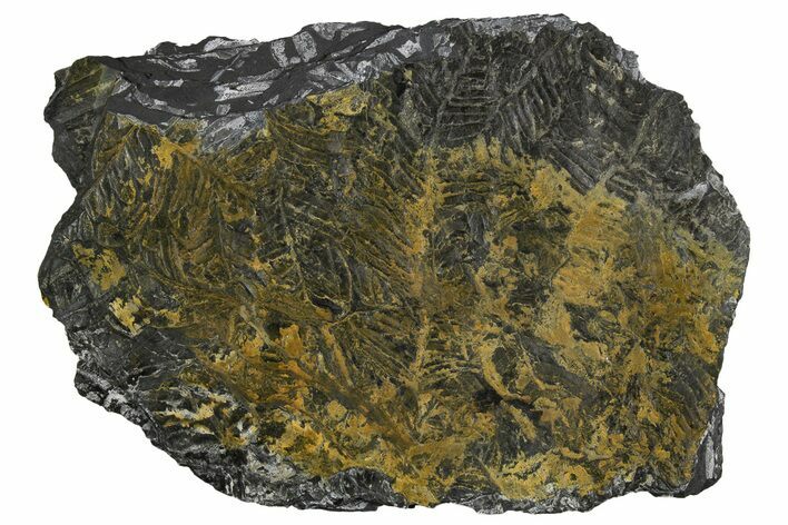 Fossil Seed Fern (Alethopteris) Plate - Pennsylvania #326299